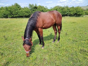 American Paint Horse - 3