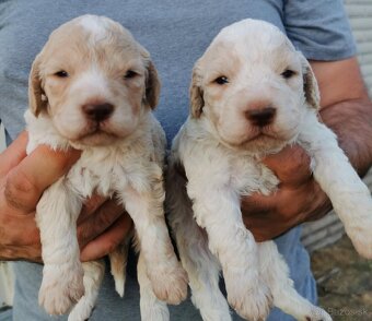 Lagotto Romagnolo steniatko - 3