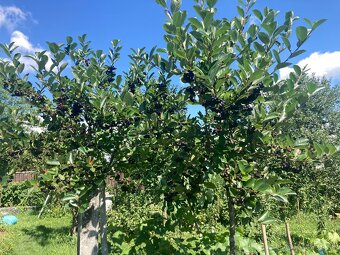 Aronia ciernoploda -plody - 3