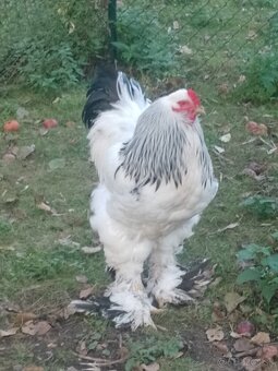 Brahmanka  Columbia - 3