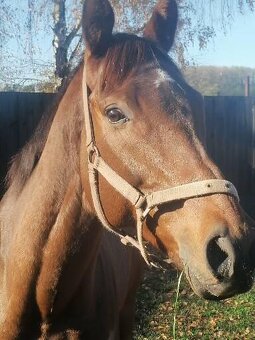 6 ročný valach - 3