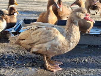 Pižmové kačice žlté - 3