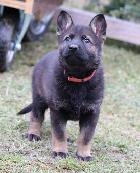 Německý ovčák s PP - 3