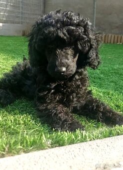 Pudel pudlík psík s PP - 3