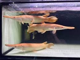 aligator gar spatula albino TOP CENA 220E +arowany - 3