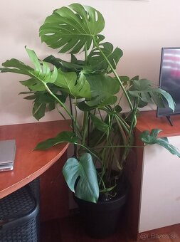 Monstera kvet v kvetinaci 150cm - 3