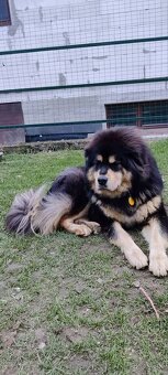 Tibetská doga - 3