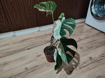 Monstera ALBO - 3
