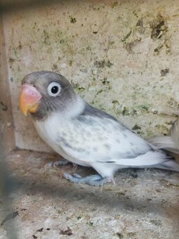 Predám agapornis - 3