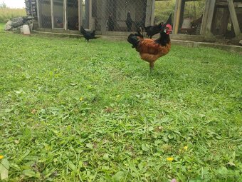 Forverka,Lafleška, AyamCemani, Hempširka - 3