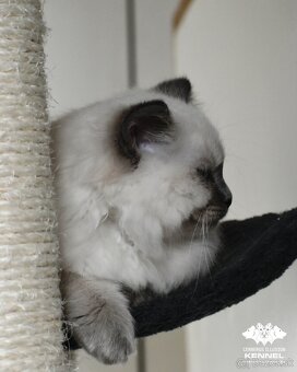 Ragdoll s PP - mačka na chov bez obmedzení pre SR - 3