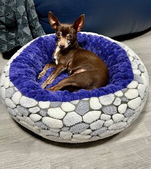 Darujem čivavku Fenku čokoladová - 3