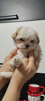 Predám maltezak - 3