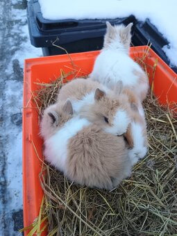 Zakrsli zajačik - 3