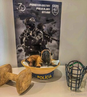 Belgický ovčiak s PP - 3