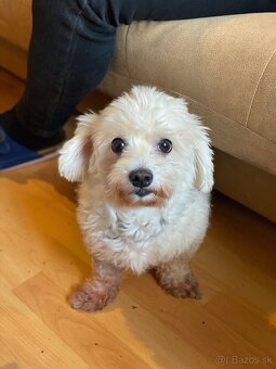 Darujem maltézského psíka / maltezáka - 3
