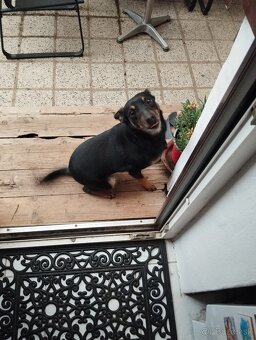 Darujem fenku 3ročnú - 3