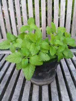 Medovka - medonosná, nenáročná trvalka - 3