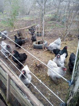 Brahmanka veľká NV - 3