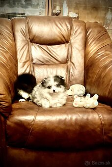 CIVAVA/POMERANIAN - 3