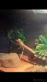 Terárium +agama - 3