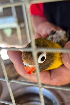 predám agapornis na dokrmovanie - 3