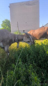 Anglonub.kozy a capko - 3