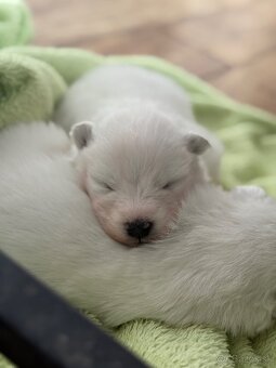 Samojed s PP - psík - 3