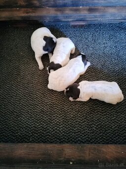 Český fúzač šteniatka - 3