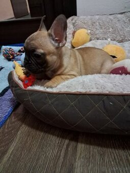 Francúzsky buldoček šteniatka s PP - 3