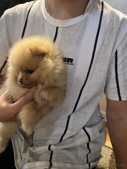 Pomeranian - 3