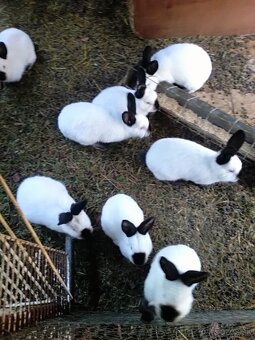 Kalifornský králik predaj - 3