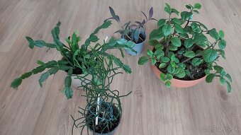 Tradeskancia fialová , croton , nádchovník, čínska ruža - 3