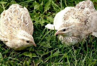 Japonské prepelice - predaj - 3