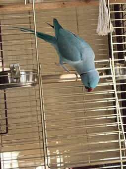 Alexander malý + klietka - 3