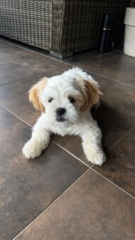 Čistokrvné Shih-tzu s PP - 3