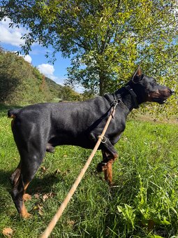 DOBERMAN s PP na predaj - 3