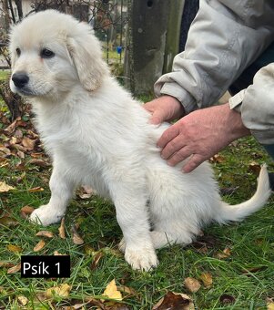 Slovenský čuvač - 3