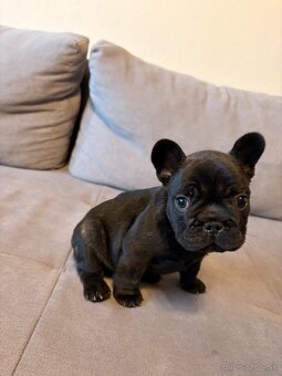 Francúzsky buldoček - 3