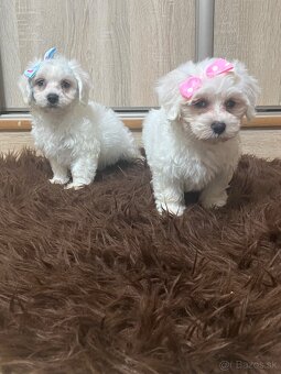 maltezák - 3