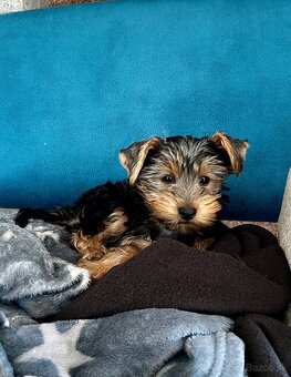 Yorksire - 2 mes. - 3