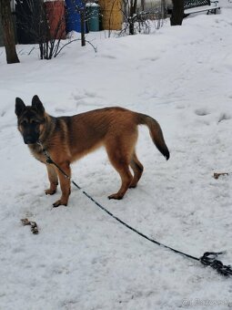 Nemecký ovčiak - 3