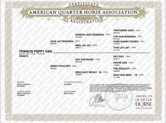 Quarter horse - 3