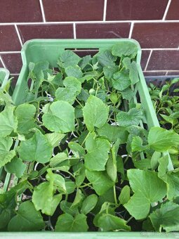 Priesady planty sadenice - 3