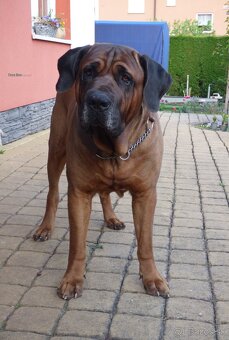 Tosa inu - štěňátka s PP - 3