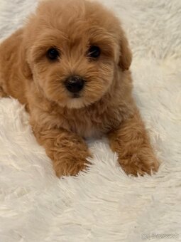 Maltipoo - 3