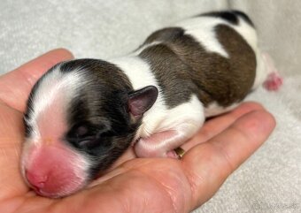 Yorkshire Terrier s PP - 3