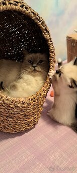 Ragdoll mačiatka - 3