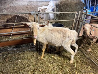 Cap Kozlík - koza biela krátkosrstá - 3