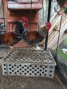 Predám kohútov - 3